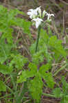 Texas bullnettle